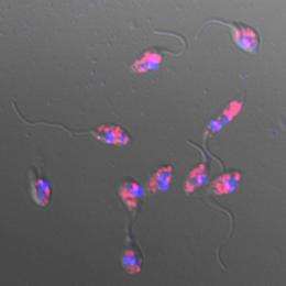Virus, parasite may combine to increase harm to humans