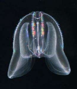 Voracious comb jellyfish 'invisible' to prey