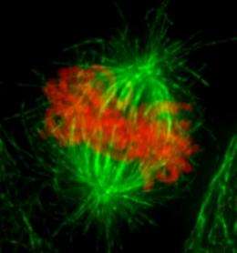 Way to go: MBL scientists identify driving forces in human cell division