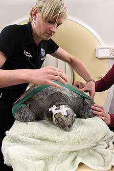 Wayward turtle gets TLC from wildlife vets