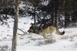 Western lawmakers turn sights on endangered wolves (AP)