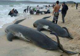 Whale beachings are not uncommon along the New Zealand coast