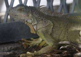 When temperatures drop below about 60 F (15 C), iguanas become less able to move around