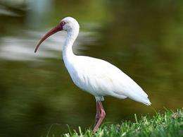 White ibis mating habits altered by mercury consumption