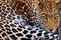 Why the leopard got its spots