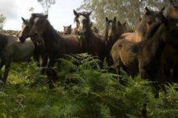 Wild Iberian horses contributed to the origin of the current Iberian domestic stock