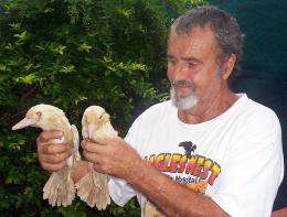 Wildlife expert Harry Kunz holding two rare blue-winged albino kookaburras