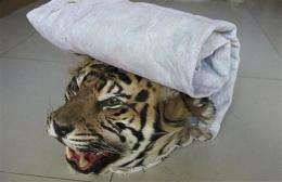Wildlife group targets Myanmar-China tiger trade (AP)