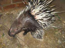Wild porcupines under threat due to illegal hunting