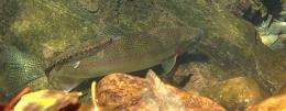 Wild rainbow trout critical to health of steelhead populations