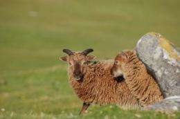 Wild Scottish sheep could help explain differences in immunity