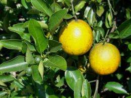 Winter drought stress can delay flowering, prevent fruit loss in orange crops