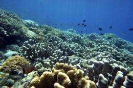 Without coral reefs there would be fewer nurseries for commercial fish species