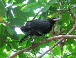 Without intervention, Mariana crow to become extinct in 75 years