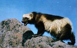 Wolverines threatened by climate change, earlier springs
