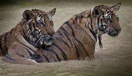 World Bank wants tiger farms shut (AP)