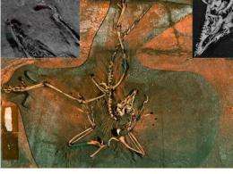 X-rays reveal chemical link between birds and dinosaurs