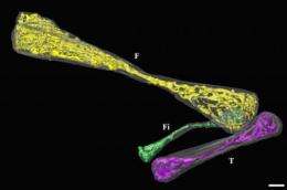 X-rays reveal hidden leg of an ancient snake