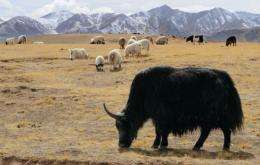 Yaks and sheep graze on grasslands in Hainan Tibetan Autonomous Prefecture on the Qinghai-Tibet plateau