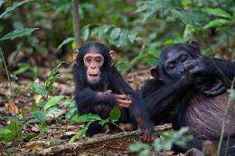 Young female chimpanzees appear to treat sticks as dolls