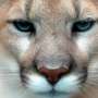 All cougars confirmed in Michigan have been male: Why we don't see females, kittens thumbnail