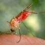 Expert sounds alarm as mosquito-borne diseases become a global phenomenon in a warmer, more populated world