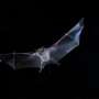do bats travel in groups
