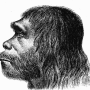 Why did modern humans replace the Neanderthals? The key might lie in
our social structures