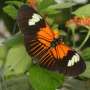 essay about beauty of butterfly