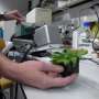 hypothesis photosynthetic rate