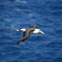 is the wandering albatross extinct