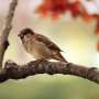 Flock together: Sparrows drift from favored spots after losing friends thumbnail