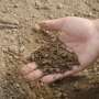 Compost is a major source for pathogenic Aspergillusspores thumbnail