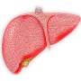Smart combination therapy for liver cancer tackles drug resistance thumbnail