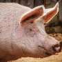 Mexico: Pigs die from salmonella and pneumonia in Mexico thumbnail