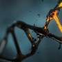 Genetic risk prediction for ten chronic diseases moves closer to the
clinic