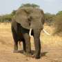 4. formulate a hypothesis for how elephants respond to vibrations