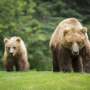 Grizzlies are returning to Washington's North Cascades. How will that
work?