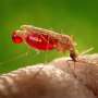 hypothesis on malaria