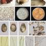 mushroom classification research paper