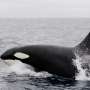 endangered species blue whale essay