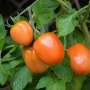 Study finds that tomatoes, but not farm workers or gardeners, are safe from soil lead