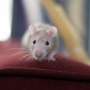 mice tourism case study