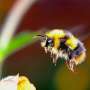 Bumblebees can be classified as 'fish' under California conservation law, court says