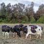 Grooming behavior between dairy cows reveals complex social network thumbnail