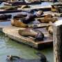 'Essentially a gas station,' fishy feast draws sea lions to Pier 39 in
numbers not seen in 15 years