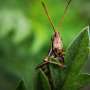 Researchers show that locusts can 'sniff' out human cancer