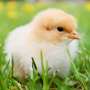 Risk of airborne transmission of avian influenza from wild waterfowl to poultry negligible thumbnail