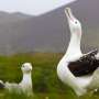 wingspan of the wandering albatross