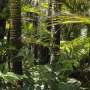 amazon case study rainforest